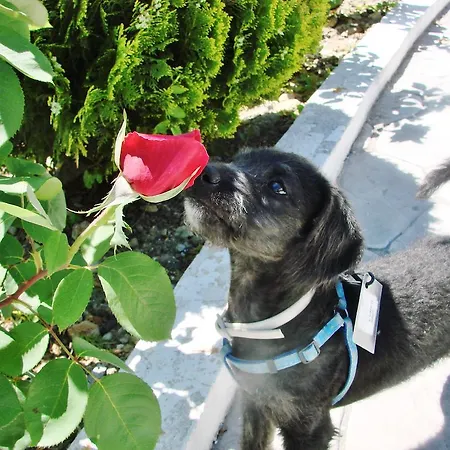 La Perla Blanca - Penzion Ronda