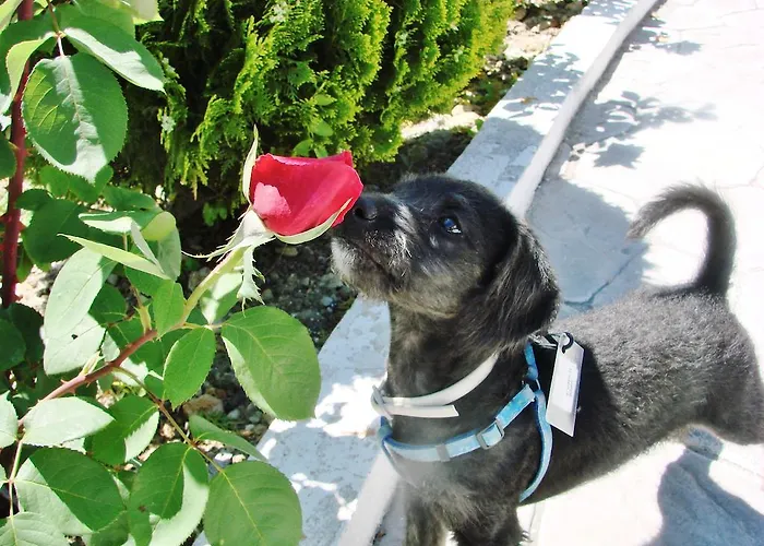 La Perla Blanca - בית הארחה רונדה